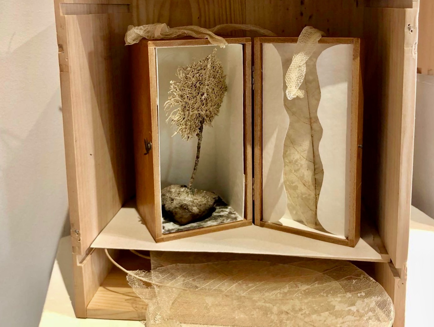 The beauty of leaf skeletons